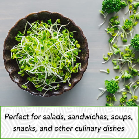 TradeKing broccoli sprouting seeds on kitchen counter, non-GMO and USA grown for trusted results.