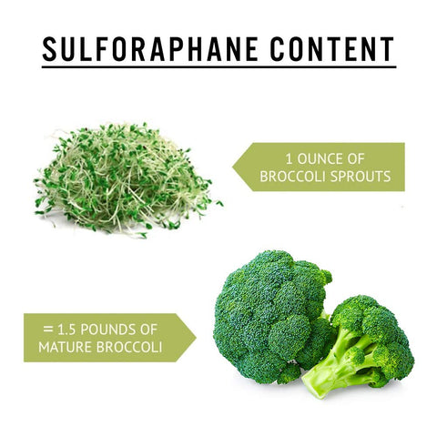 TradeKing broccoli sprouts in a salad bowl for a crisp, peppery addition.