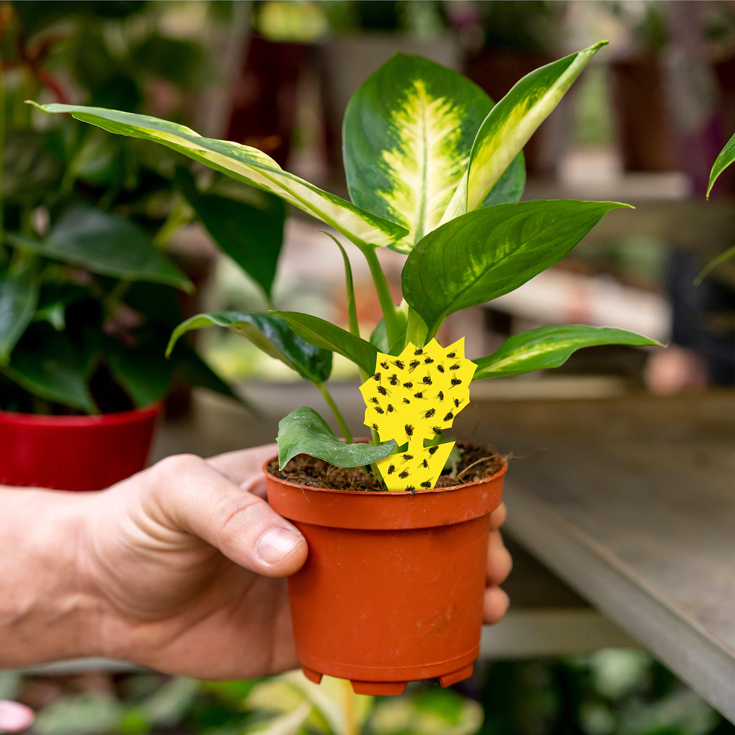 TRAP A PEST gnat traps suitable for indoor and outdoor use on potted plants.
