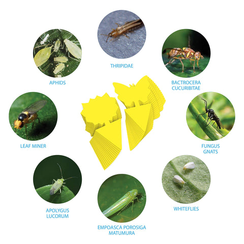 TRAP A PEST gnat traps work outdoors in rain or shine for pest control.