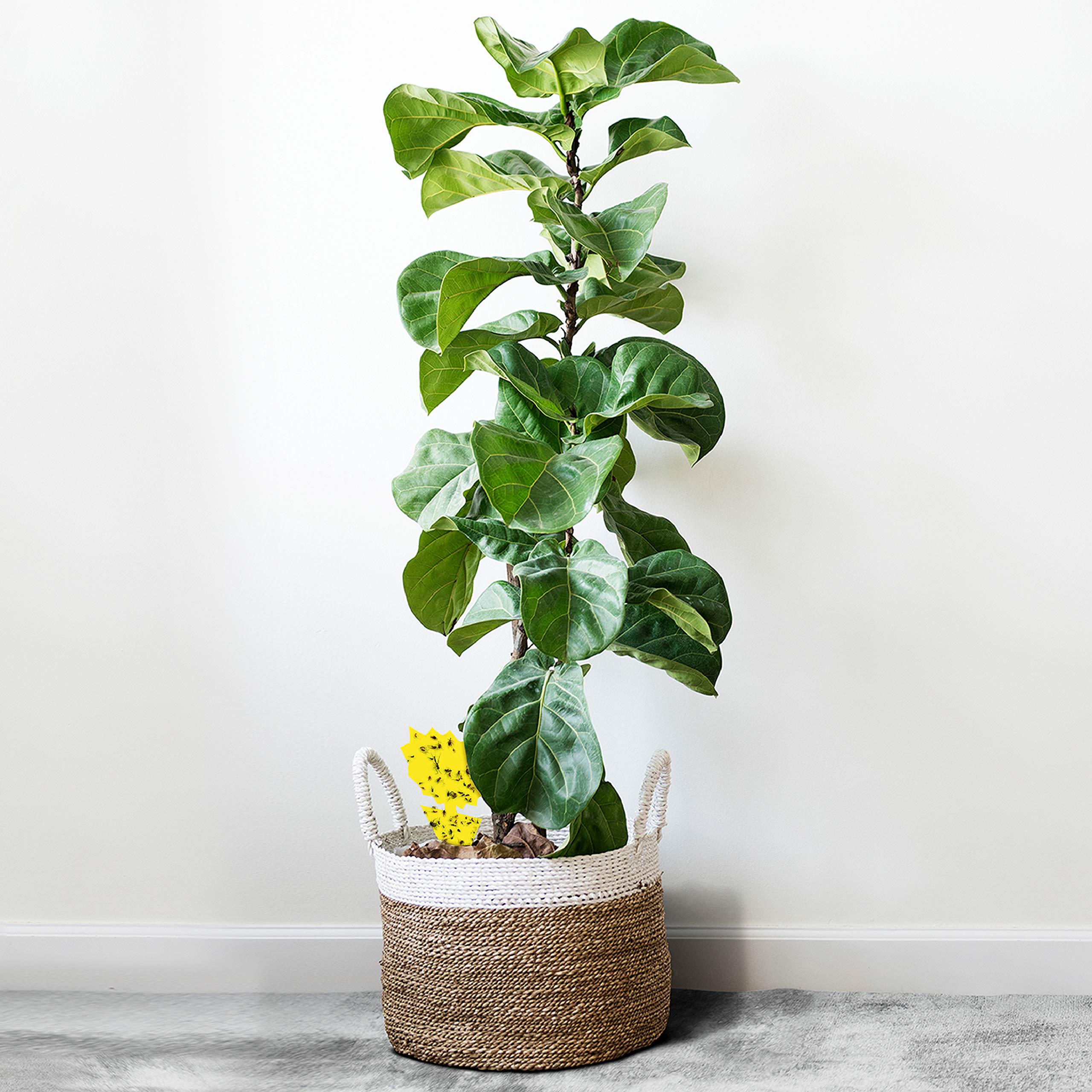 TRAP A PEST gnat traps provide easy peel-and-place setup for quick protection.