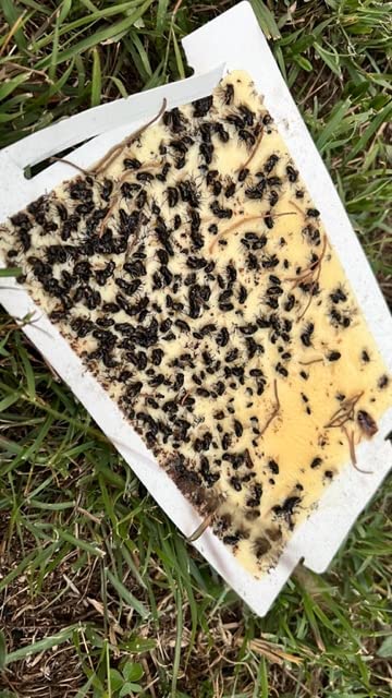 Trapper Max scented glue boards attract pests for quicker capture