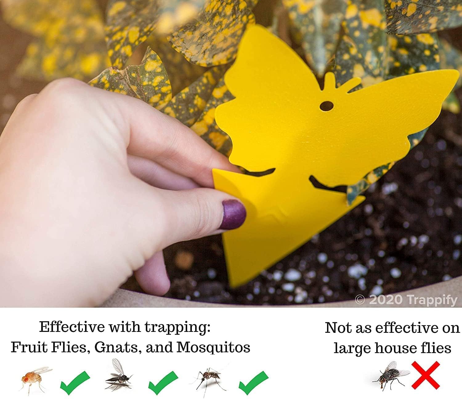 Trappify dual-sided sticky card catching fruit flies