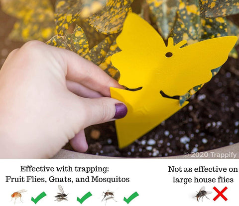 Trappify dual-sided sticky card catching fruit flies