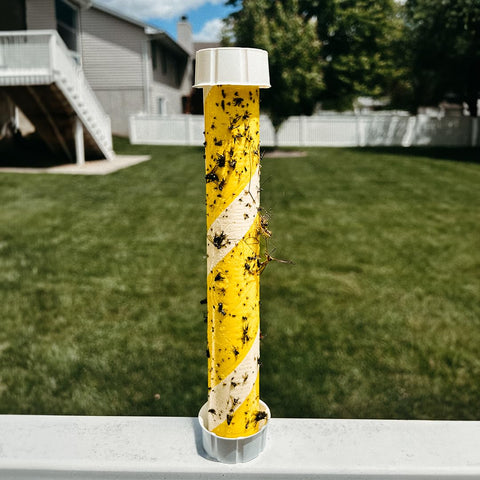 Trappify eco-friendly recycled paper fly stick with long life