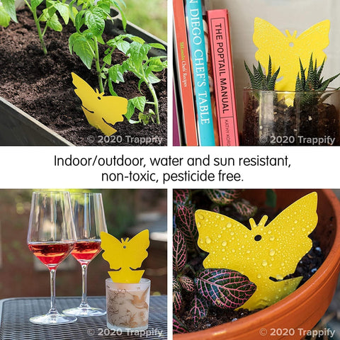 Trappify fruit fly trap in action indoors near fruit bowl