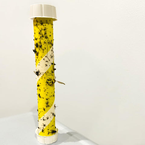 Trappify hanging fly trap indoors for comprehensive pest defense.