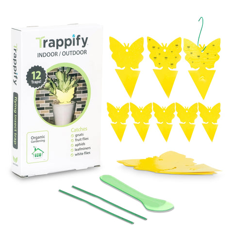 Trappify sticky gnat trap indoors ready to hang on a plant