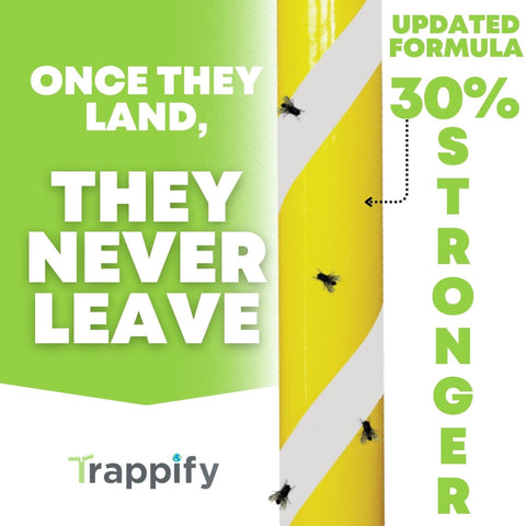 Trappify yellow fly stick ready to use with attractant.
