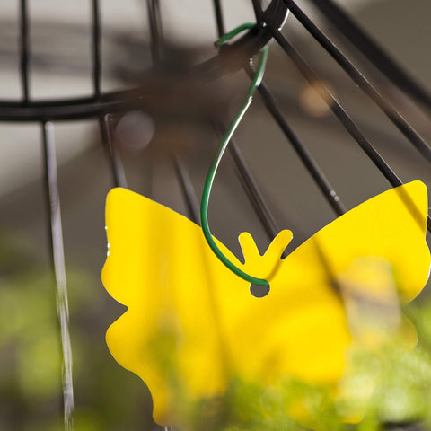 Trappify yellow gnat traps designed for indoor plants