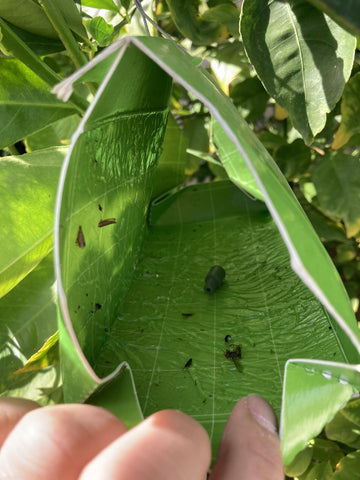 Trece Citrus Leafminer Trap Kit hangers show easy placement for broad canopy coverage.