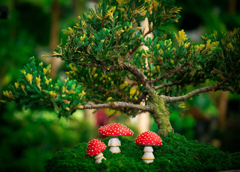 Tree Poetry miniature mushrooms add whimsy to micro landscape designs.