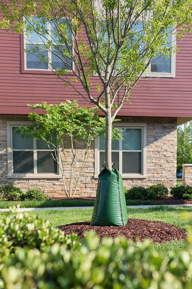 Treegator watering bag showing even water distribution to the root zone.