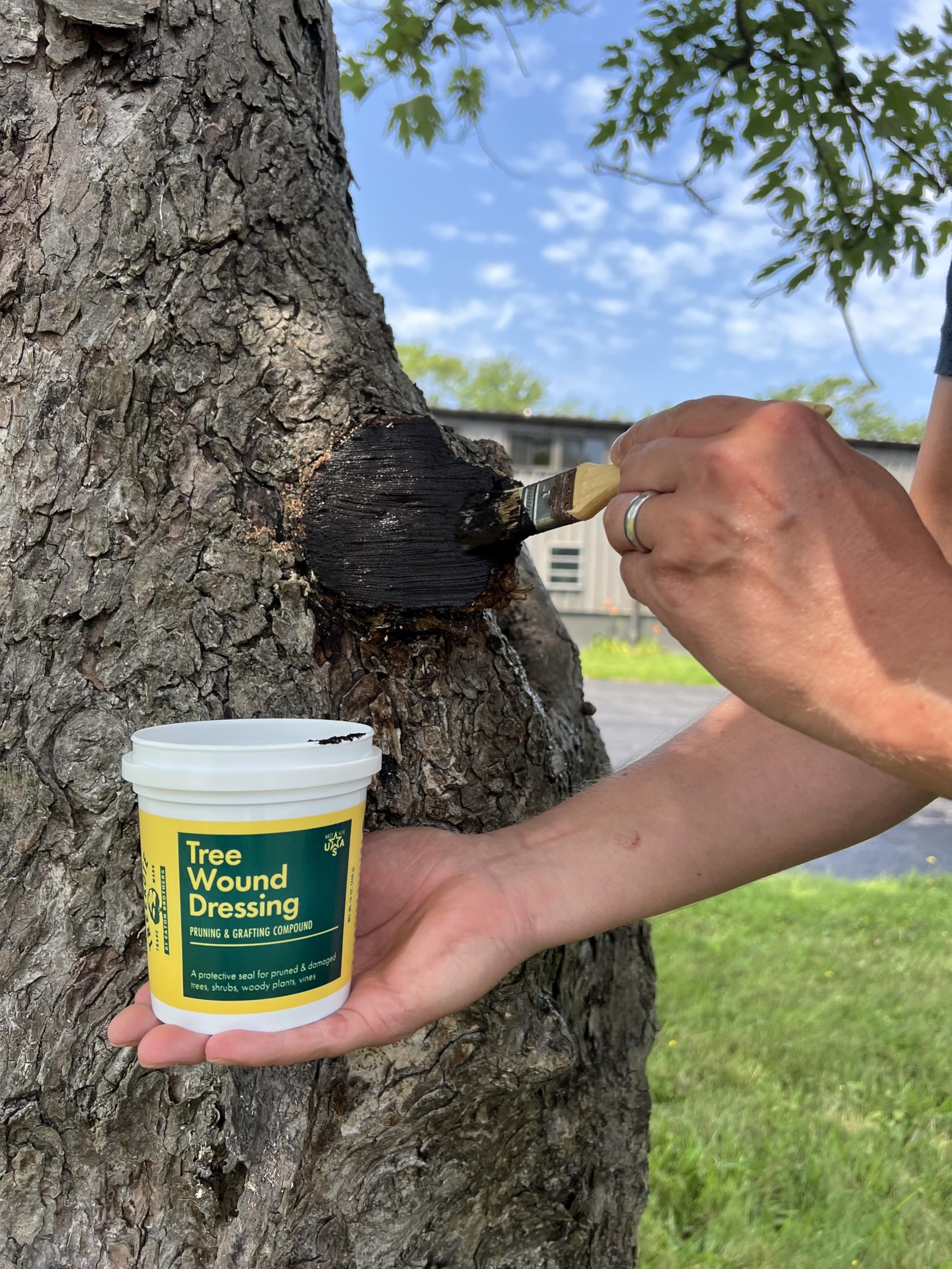 Applying Treekote on a tree wound to reduce moisture loss
