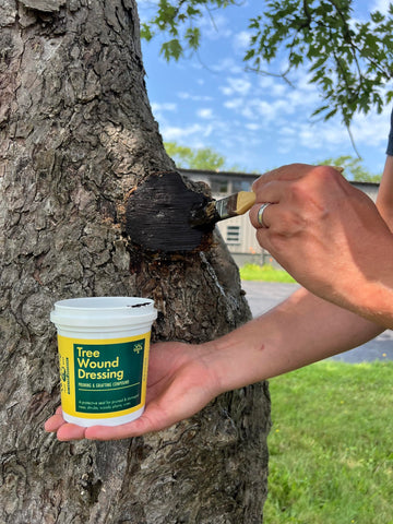 Applying Treekote on a tree wound to reduce moisture loss