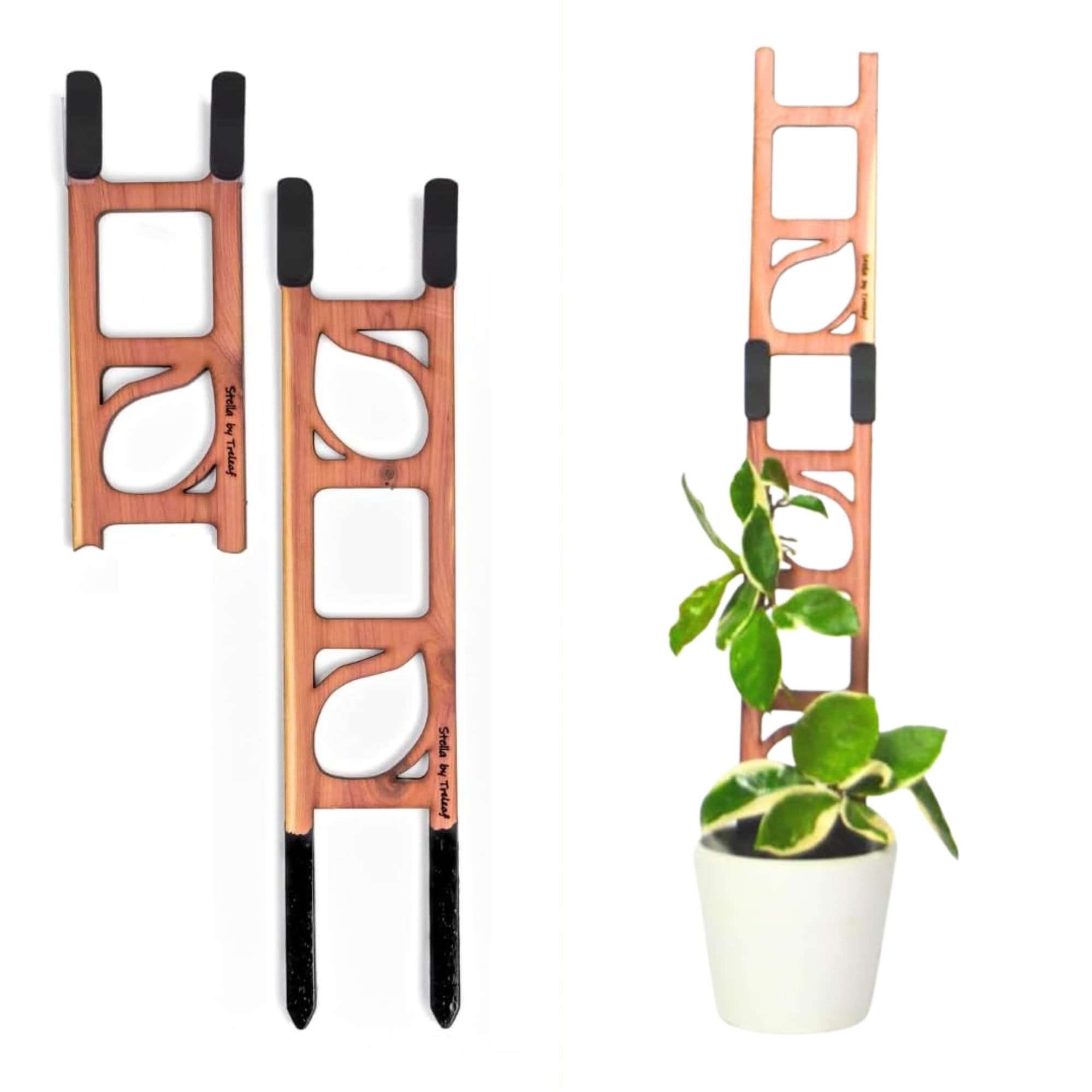 Treleaf Stella extendable ladder trellis supports ivy for upright growth.