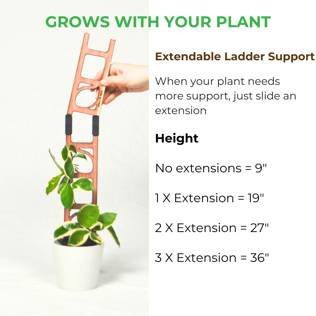 Stella extension rising above soil helps philodendron vines climb neatly.
