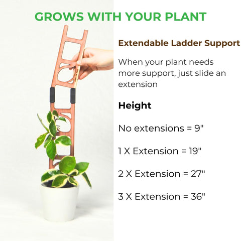 Stella extension rising above soil helps philodendron vines climb neatly.
