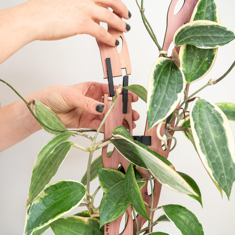 Treleaf Zella assembly guide demonstrates quick, tool-free setup.