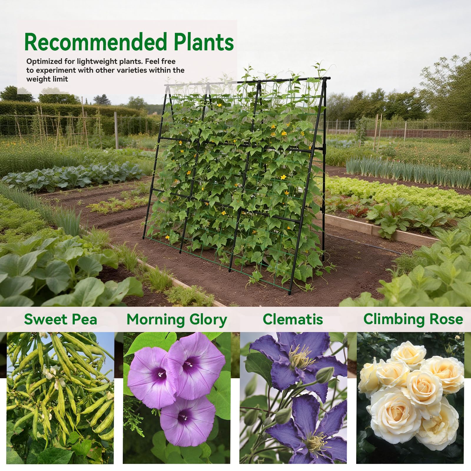 Trellume Cucumber Trellis with climbing plants demonstrating vertical growth