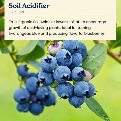 True Organic Soil Acidifier blueberries-azaleas image supports healthier acid-loving plants