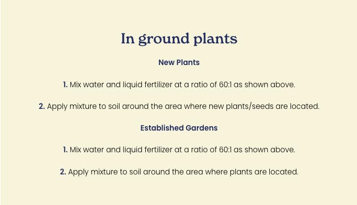 True Organic Tomato plants thriving after application of liquid food in a garden.