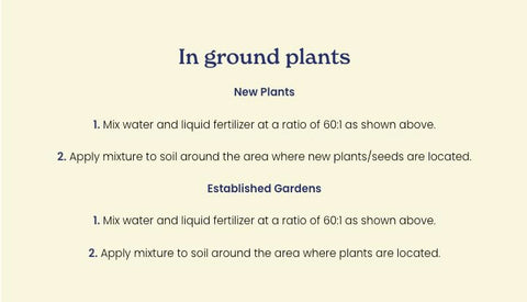 True Organic Tomato plants thriving after application of liquid food in a garden.