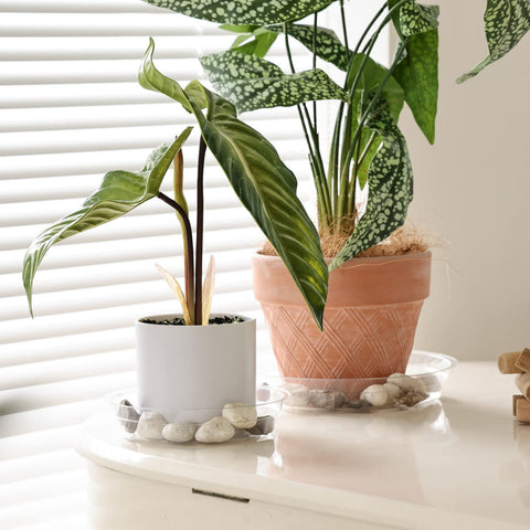 TRUEDAYS clear 8in plant saucer provides drainage for medium pots