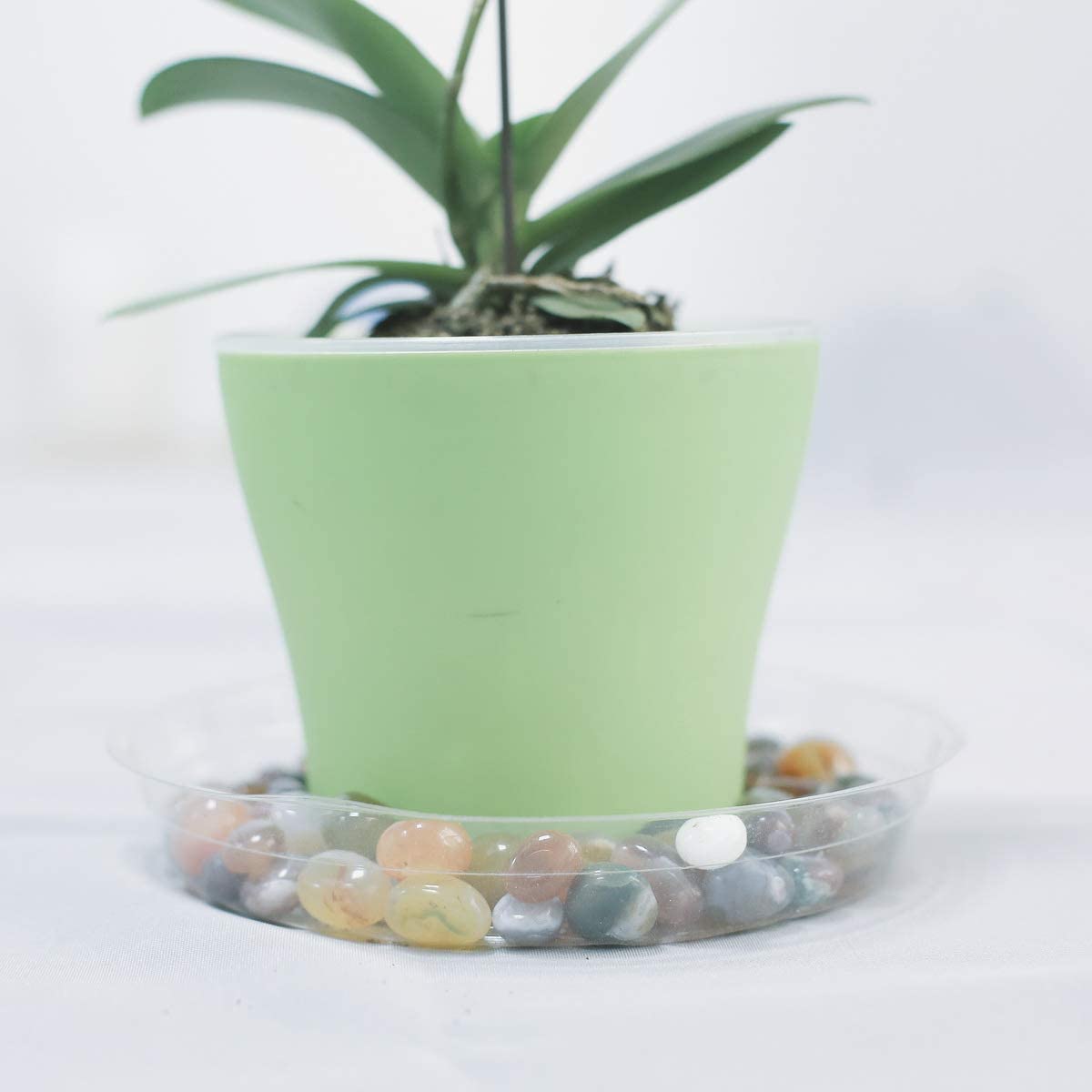 TRUEDAYS 8 inch saucer fits large pots for a neat setup