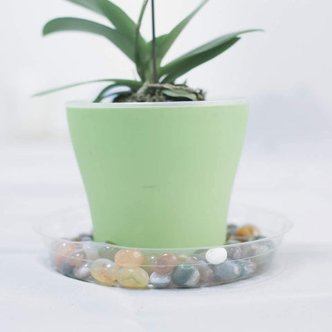 TRUEDAYS 8 inch saucer fits large pots for a neat setup