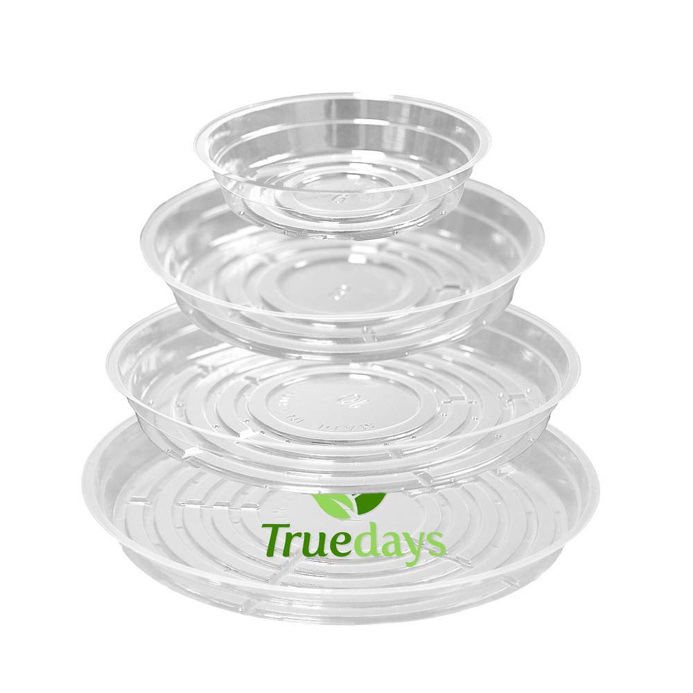TRUEDAYS clear 6in plant saucers provide a stable base and drain excess water
