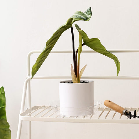 TRUEDAYS clear saucer with decorative rock option enhances plant display