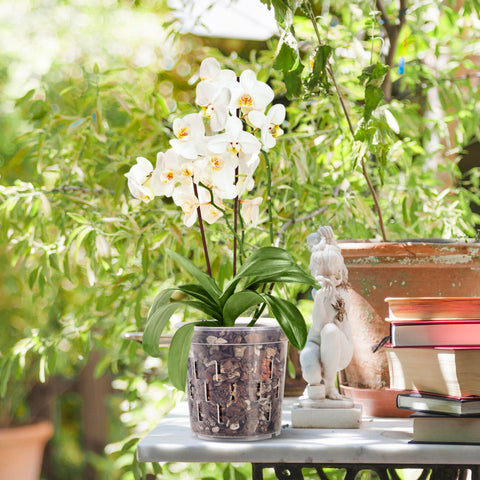 TRUEDAYS modern clear pot fits indoor spaces and shelves.