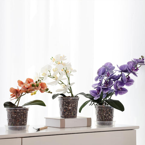 TRUEDAYS orchid root observation through clear pot supports careful repotting.