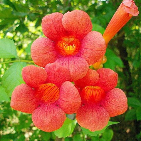 Trumpet Vine Seeds flowering bed attracting hummingbirds and butterflies.