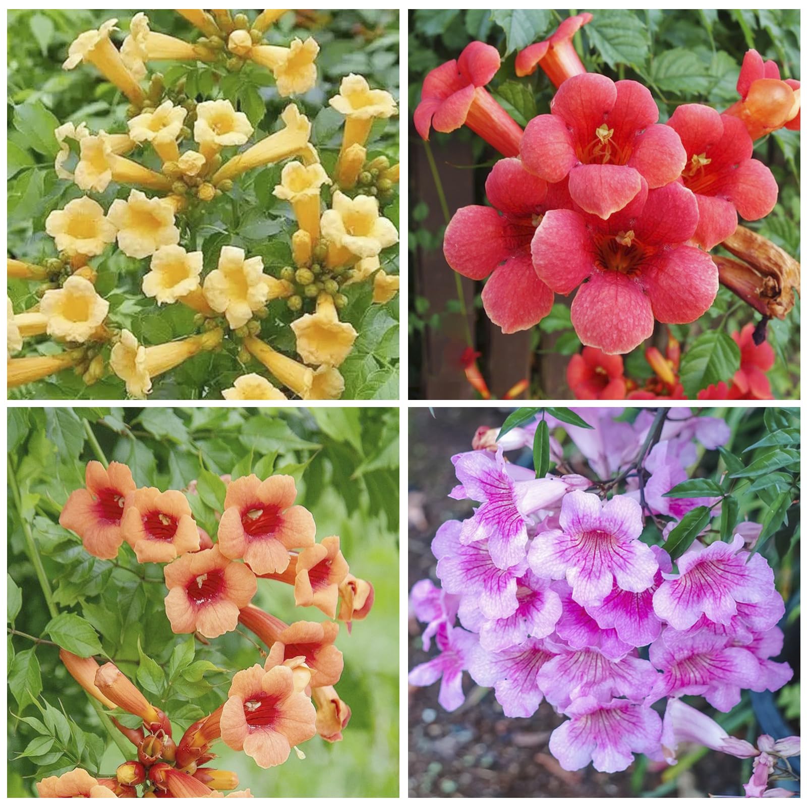Trumpet Vine Seeds close-up showing vibrant flowers attracting hummingbirds.