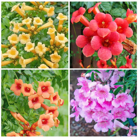 Trumpet Vine Seeds close-up showing vibrant flowers attracting hummingbirds.