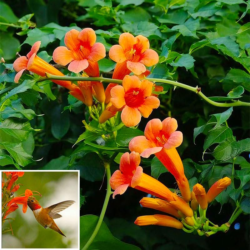 Trumpet Vine Seeds climbing fence to create a quick privacy screen.