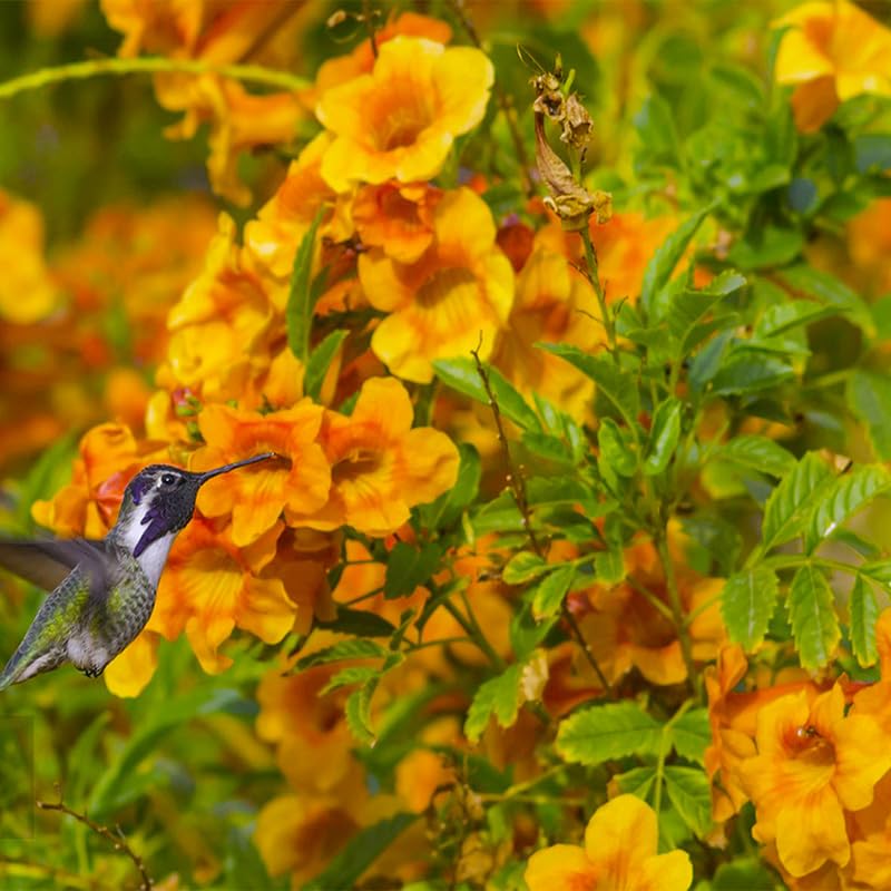 Trumpet Vine Seeds being sown in spring for lush growth and color.