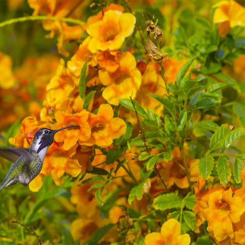 Trumpet Vine Seeds being sown in spring for lush growth and color.