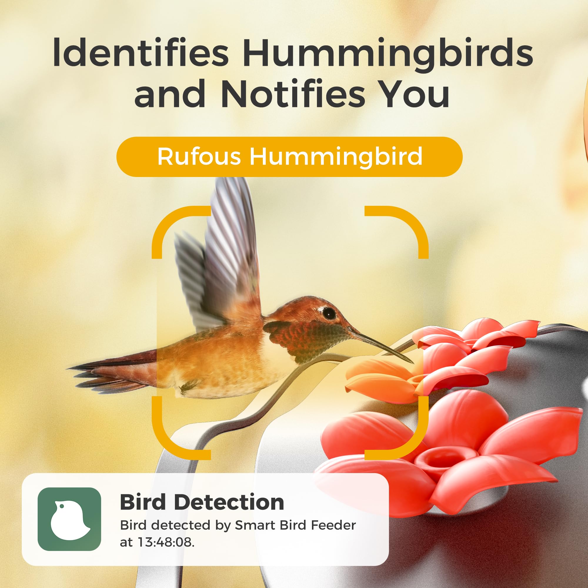 TT Nature 2K camera hummingbird feeder captures close-up views for backyard birdwatching