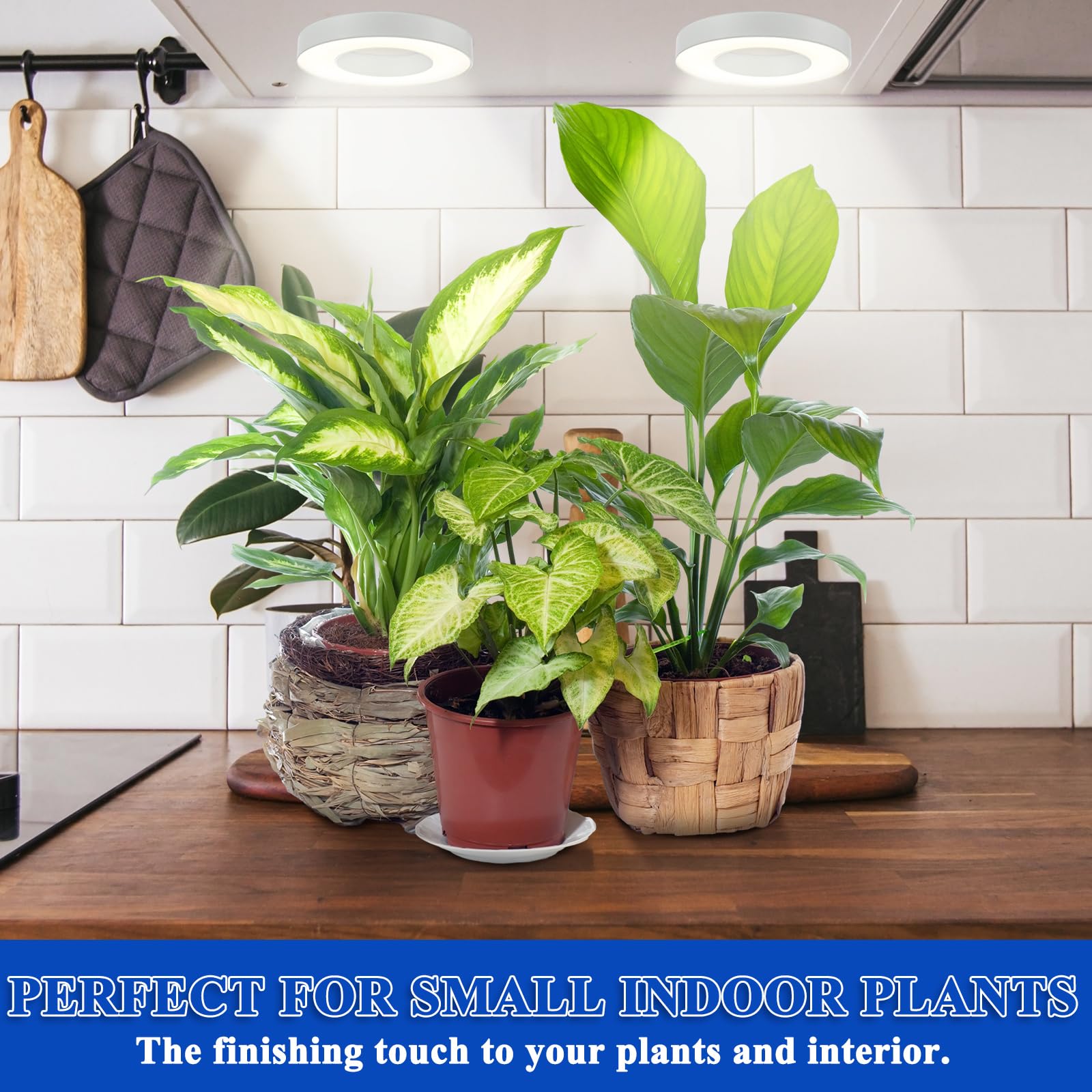 Tujoe compact round heads blend with decor while powering growth.