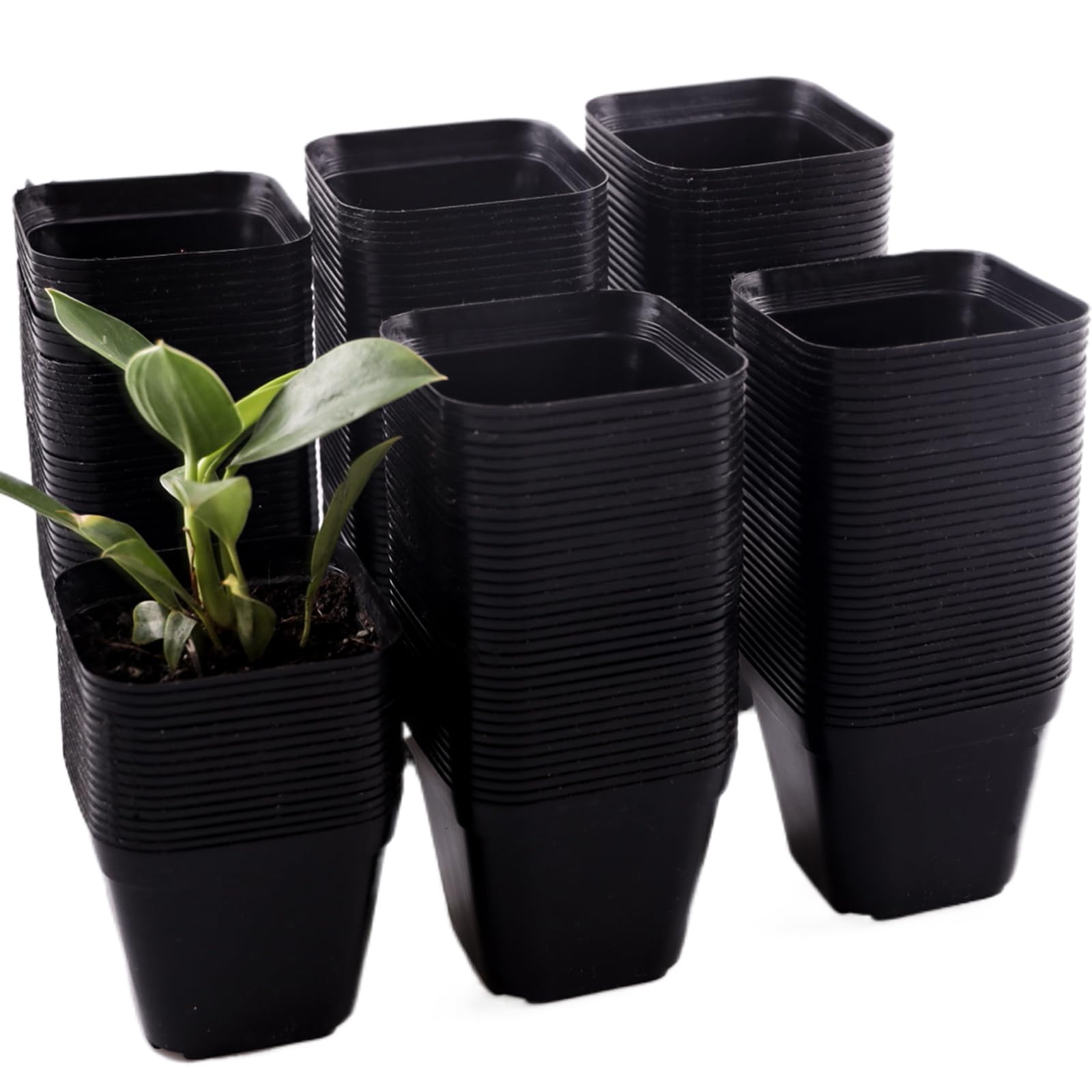 Tulpeed 200-pack square nursery pots for efficient seedling starts
