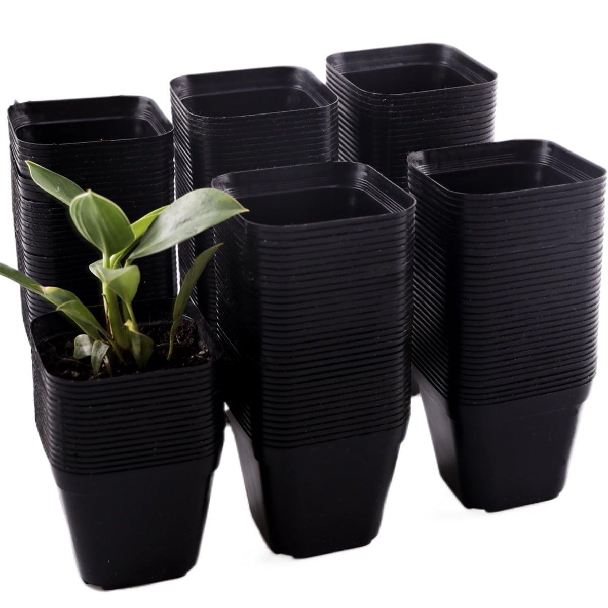 Tulpeed 200-pack square nursery pots for efficient seedling starts