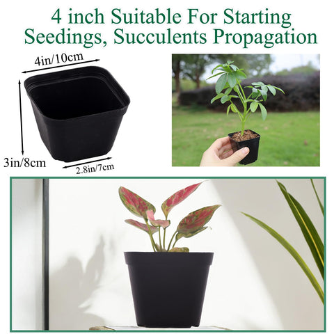 Tulpeed 4-inch square pot with visible drainage holes for roots
