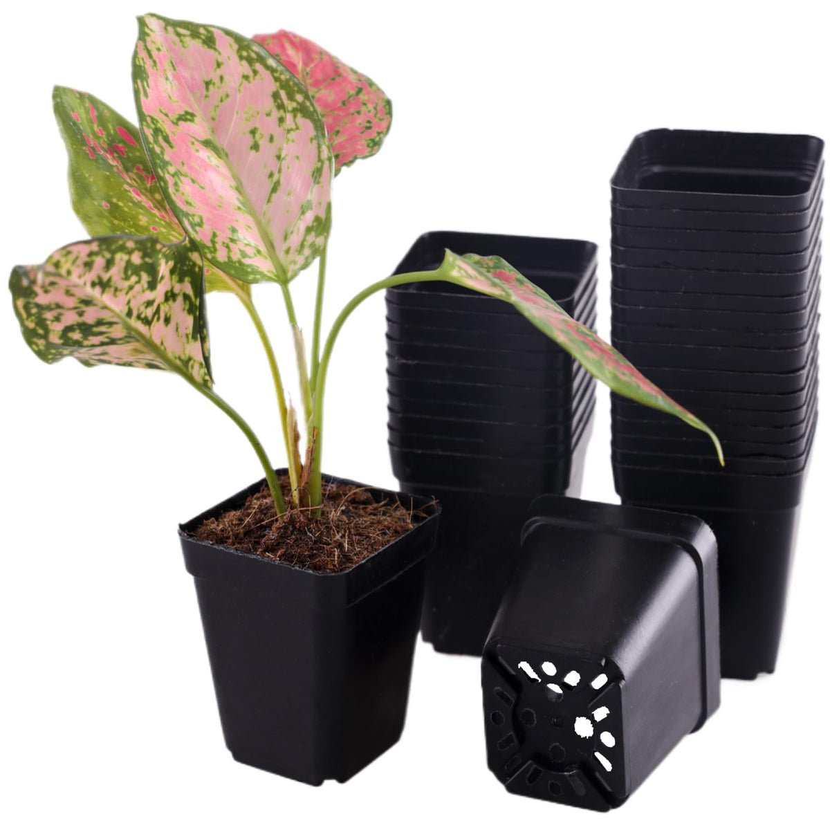 Tulpeed 50-pack square nursery pots with drainage holes promote healthy root development.