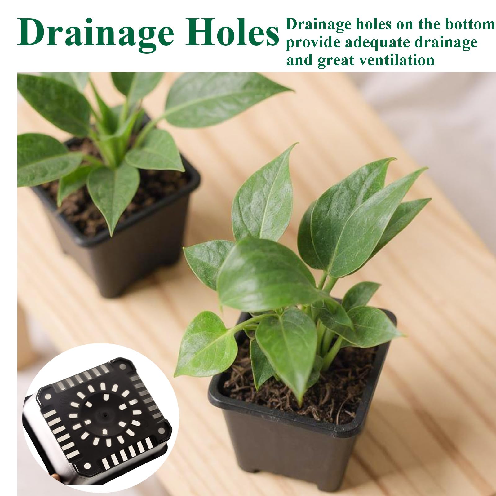 Tulpeed pots suitable for both indoor and outdoor gardening setups