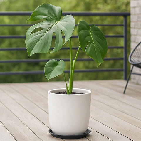 Tulpeed plant saucer 16-inch round ideal for larger planters