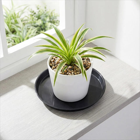 Tulpeed 8-inch round saucer supports medium pots with lightweight durability.