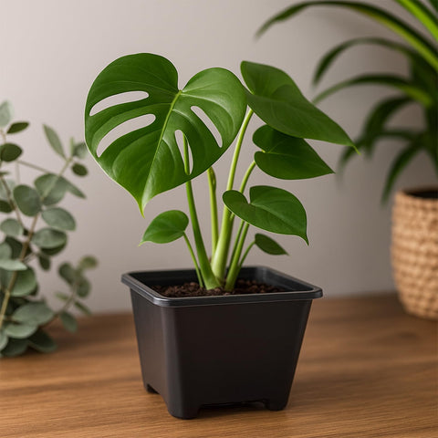Tulpeed reusable PP nursery pots designed for durability across seasons